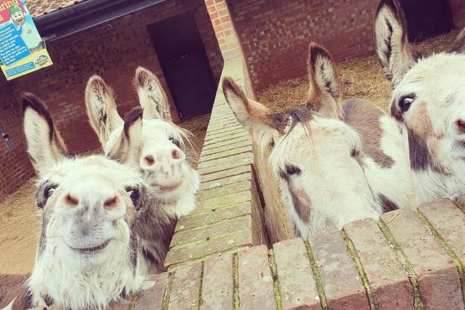 Donkeys at Old MacDonalds Farm