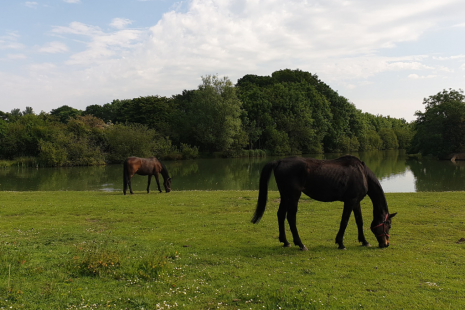 Escape Animal Sanctuary