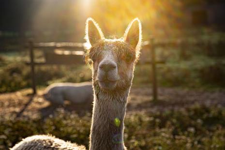 Hopefield Animal Sanctuary