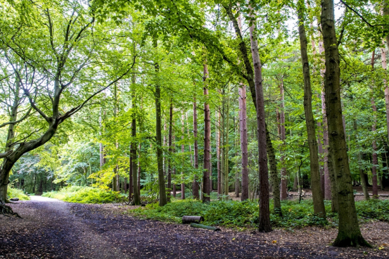 Thorndon Country Park in Brentwood Essex