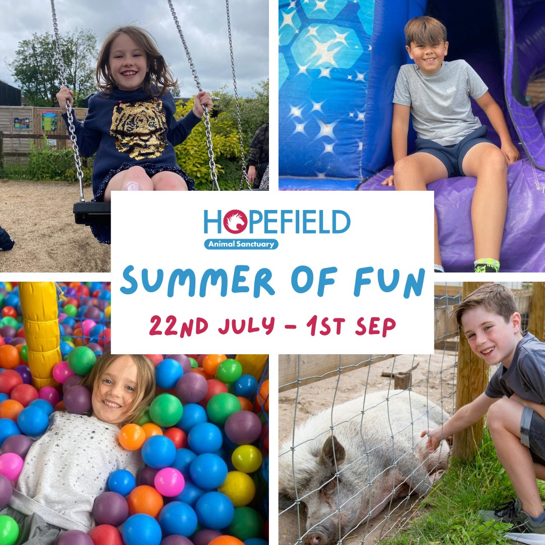 Four images of children visiting Hopefield Animal Sanctuary, one on a swing, one on a bouncy castle, one posing with a pig and the other in a ball pit in soft play. In the centre, the Hopefield logo is visible, with the words 'SUMMER OF FUN 22nd July - 1st Sep' underneath.